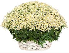 Цветочная композиция из Ромашки в корзине #REPLACE_PRED# Лебяжьем Алтайского края